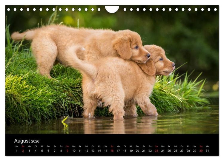Produktbild: Toller - Nova Scotia Duck Tolling Retriever (Wandkalender 2026 DIN A4 quer), CALVENDO Monatskalender