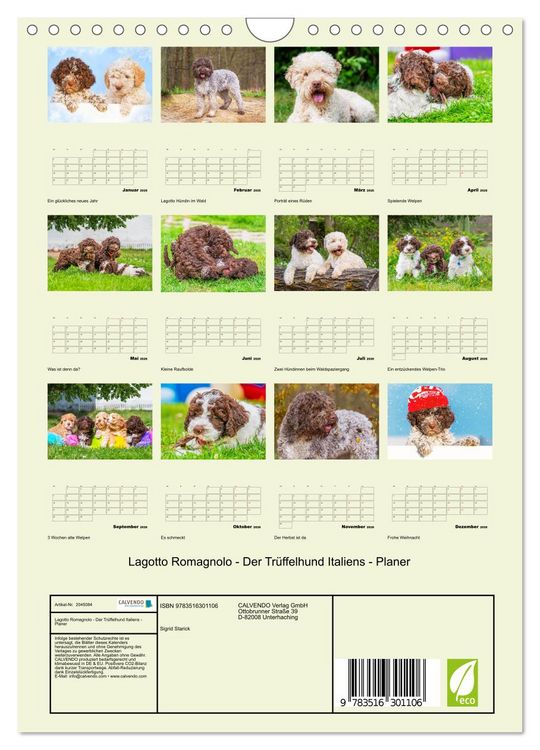 Produktbild: Lagotto Romagnolo - Der Tr&uuml;ffelhund Italiens - Planer (Wandkalender 2026 DIN A4 hoch), CALVENDO Monatskalender