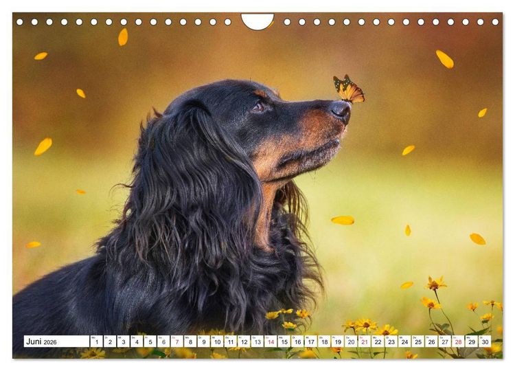 Produktbild: Dackeltr&auml;umereien - Kleine Helden auf 4 Pfoten (Wandkalender 2026 DIN A4 quer), CALVENDO Monatskalender