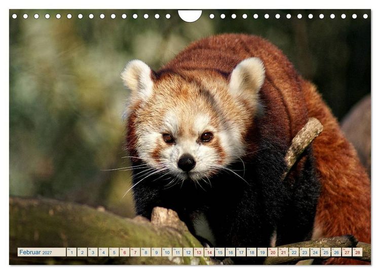 Produktbild: Kleiner Panda auf Entdeckungstour (Wandkalender 2027 DIN A4 quer), CALVENDO Monatskalender