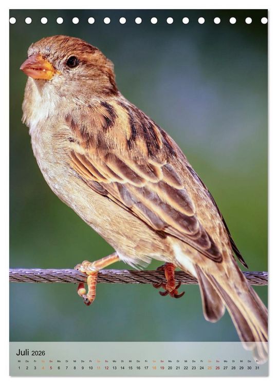 Produktbild: V&ouml;gel - gefiederte Freunde in unserer Natur (Tischkalender 2026 DIN A5 hoch), CALVENDO Monatskalender