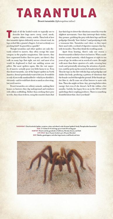 Produktbild: Bugs