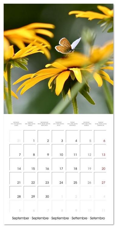 Produktbild: Gentle butterflies (Wall Calendar 2026 12 &times; 12 Inch) CALVENDO 12 Month Wall Calendar