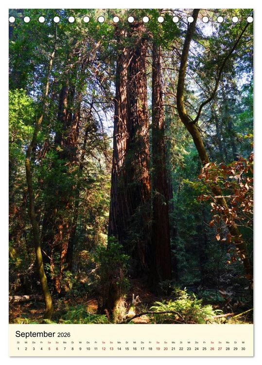 Produktbild: Redwoods - Faszination Mammutb&auml;ume (Tischkalender 2026 DIN A5 hoch), CALVENDO Monatskalender