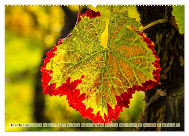 Produktbild: Farbenpr&auml;chtige Weinberge (Wandkalender 2026 DIN A2 quer), CALVENDO Monatskalender