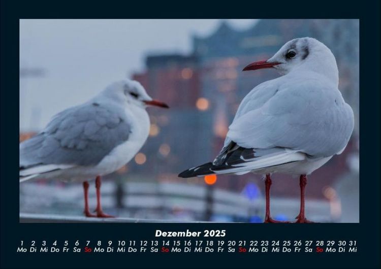 Produktbild: M&ouml;wen 2025 Fotokalender DIN A4