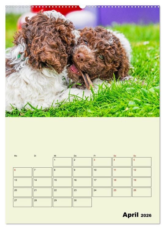 Produktbild: Lagotto Romagnolo - Der Tr&uuml;ffelhund Italiens - Planer (Wandkalender 2026 DIN A2 hoch), CALVENDO Monatskalender