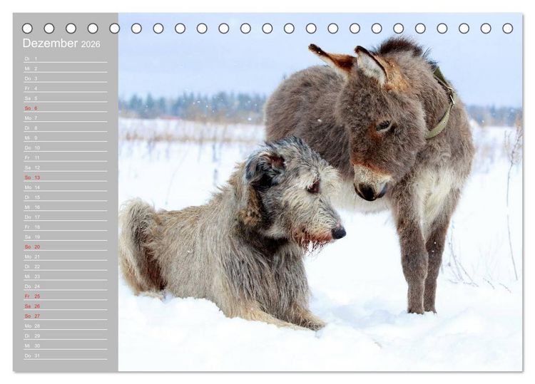 Produktbild: Kleiner Esel. Boldewyn mit seinen Freunden (Tischkalender 2026 DIN A5 quer), CALVENDO Monatskalender