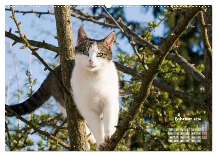 Produktbild: Katzen im Gr&uuml;nen (Wandkalender 2026 DIN A2 quer), CALVENDO Monatskalender