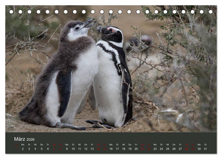 Produktbild: Patagonien - Am Puls der Wildnis (Tischkalender 2026 DIN A5 quer), CALVENDO Monatskalender