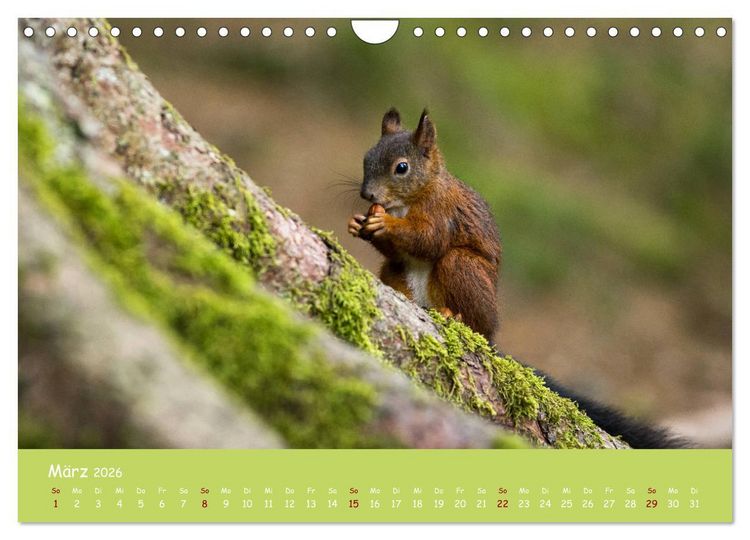 Produktbild: Eichh&ouml;rnchen - die s&uuml;&szlig;en Nussknacker (Wandkalender 2026 DIN A4 quer), CALVENDO Monatskalender