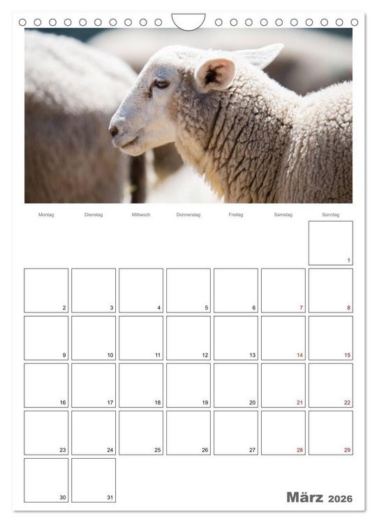 Produktbild: Schafe - 12 Monate in der Herde (Wandkalender 2026 DIN A4 hoch), CALVENDO Monatskalender