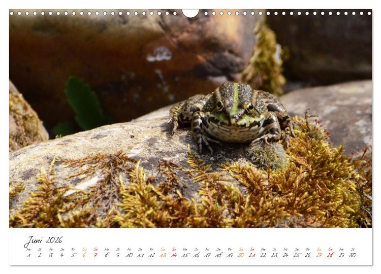 Produktbild: Frosch Karl, Hans und Max im Einklang der Natur (Wandkalender 2026 DIN A3 quer), CALVENDO Monatskalender