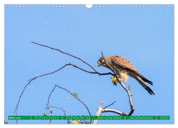 Produktbild: Greifv&ouml;gel - wild und sch&ouml;n (Wandkalender 2026 DIN A3 quer), CALVENDO Monatskalender