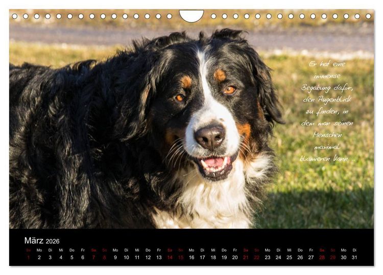 Produktbild: So ist er. Der Berner Sennenhund (Wandkalender 2026 DIN A4 quer), CALVENDO Monatskalender