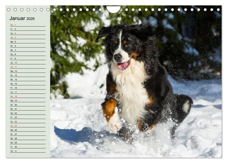 Produktbild: Berner Sennenhunde in Action (Wandkalender 2026 DIN A4 quer), CALVENDO Monatskalender