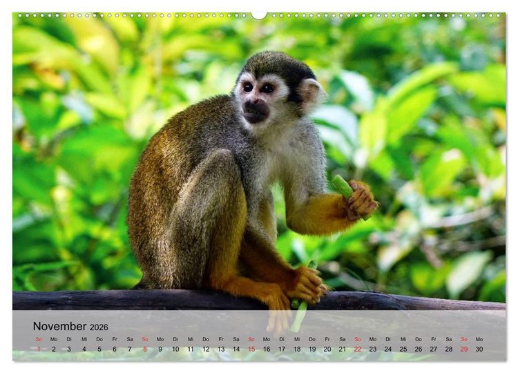 Produktbild: Faszination Affen. Kobolde zum Verlieben (Wandkalender 2026 DIN A2 quer), CALVENDO Monatskalender