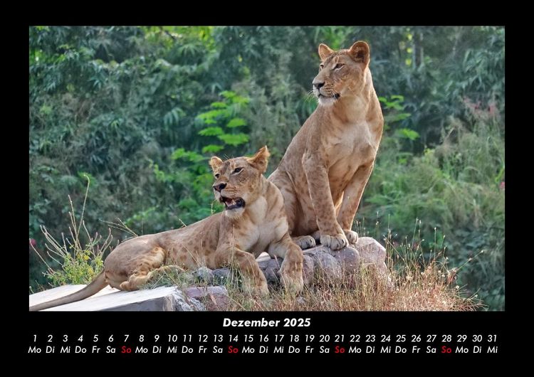 Produktbild: L&ouml;wen in der Wildnis 2025 Fotokalender DIN A3