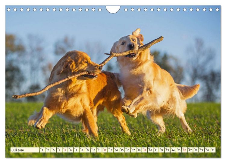 Produktbild: Golden Retriever - Freunde auf 4 Pfoten (Wandkalender 2026 DIN A4 quer), CALVENDO Monatskalender