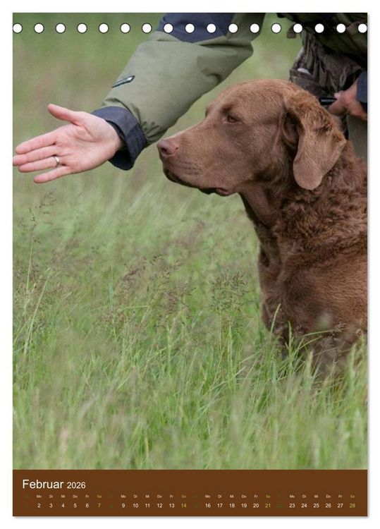 Produktbild: Chesapeake Bay Retriever 2026 (Tischkalender 2026 DIN A5 hoch), CALVENDO Monatskalender