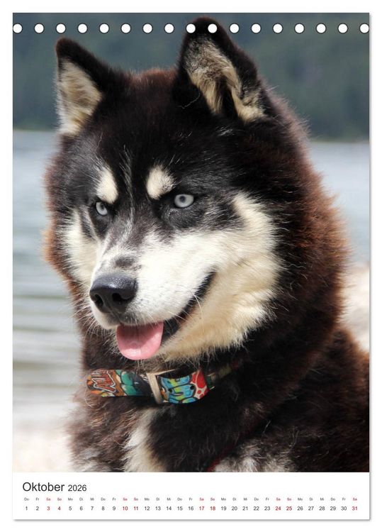 Produktbild: Faszination Husky (Tischkalender 2026 DIN A5 hoch), CALVENDO Monatskalender