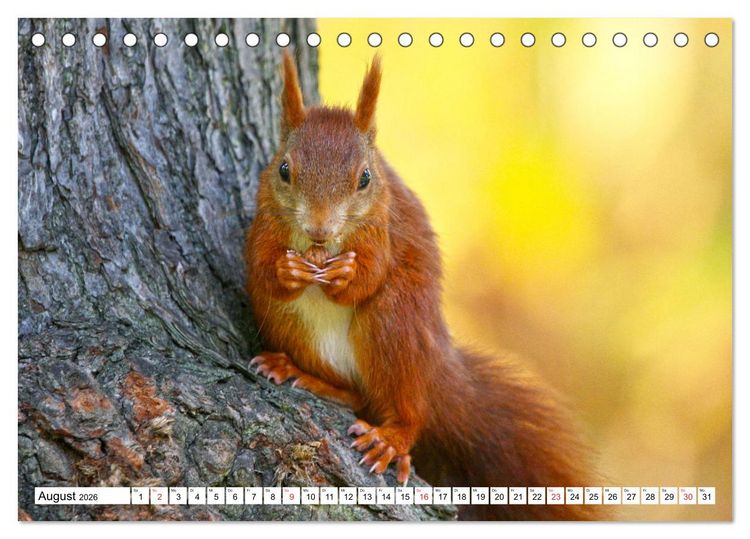 Produktbild: Eichh&ouml;rnchen in freier Natur (Tischkalender 2026 DIN A5 quer), CALVENDO Monatskalender