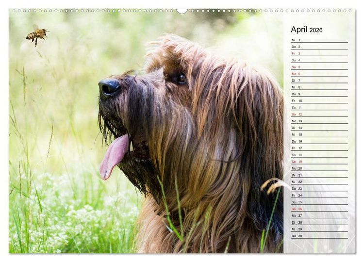 Produktbild: Der Briard 2026 - Ein echter Charmeur (hochwertiger Premium Wandkalender 2026 DIN A2 quer), Kunstdruck in Hochglanz