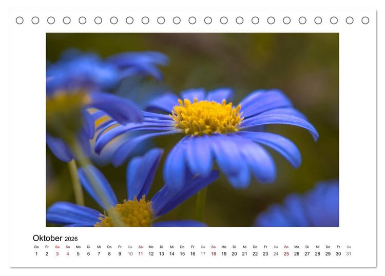Produktbild: Blauer Bl&uuml;tentraum (Tischkalender 2026 DIN A5 quer), CALVENDO Monatskalender