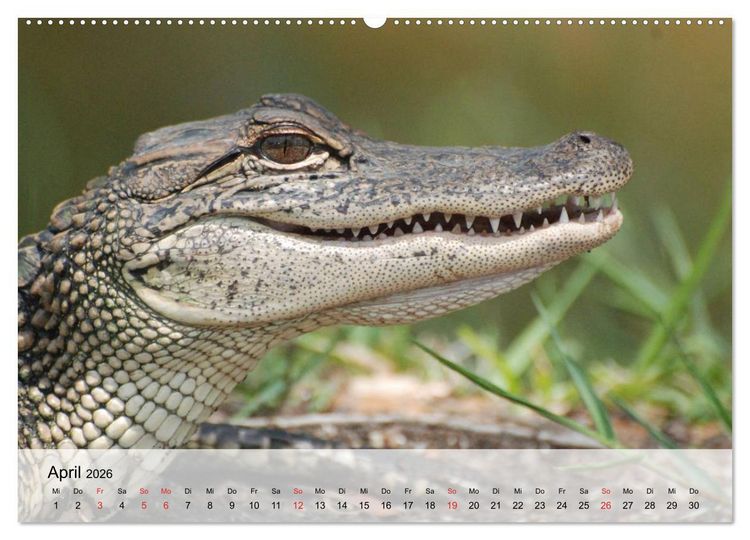 Produktbild: Gro&szlig;e Echsen. Krokodile und Alligatoren (hochwertiger Premium Wandkalender 2026 DIN A2 quer), Kunstdruck in Hochglanz