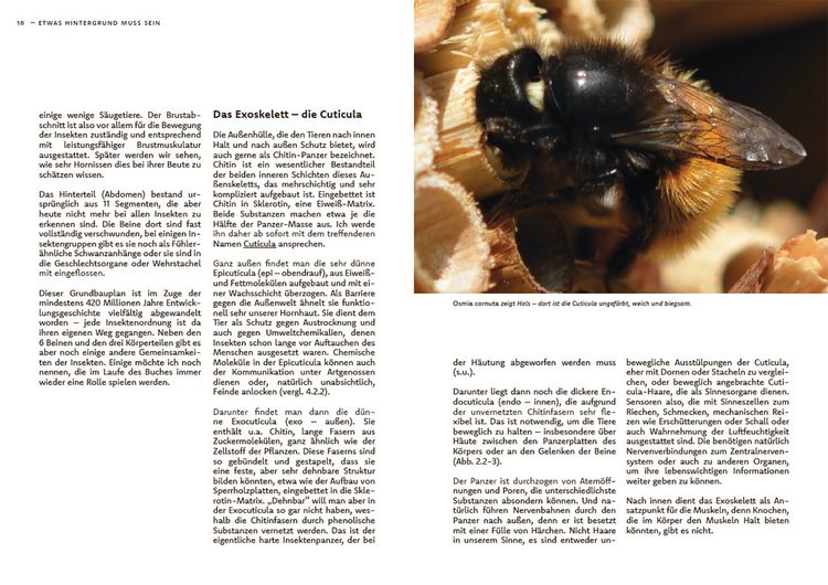 Produktbild: Wildbienen haben es auch nicht leicht