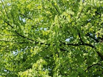 Produktbild: CALVENDO Puzzle Katsura-Baum | 1000 Teile Lege-Gr&ouml;&szlig;e 64x48cm Foto-Puzzle f&uuml;r gl&uuml;ckliche Stunden