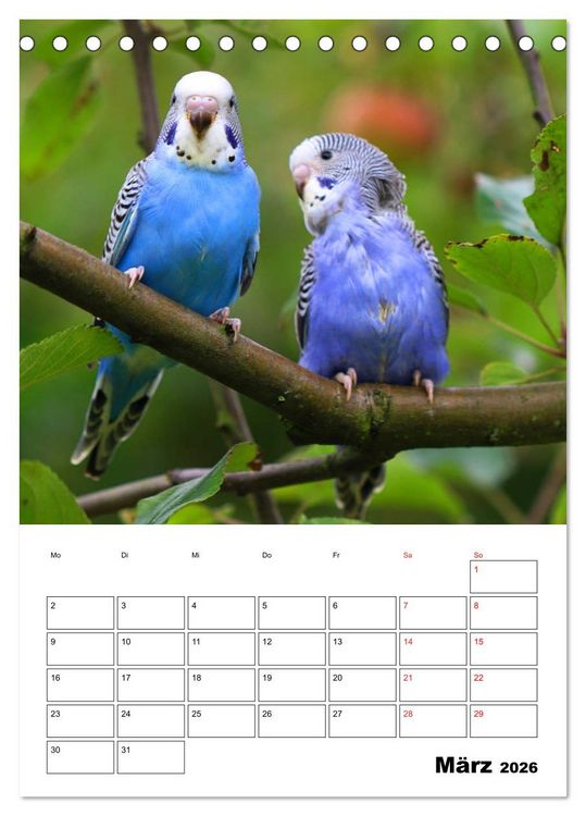 Produktbild: Der Wellensittich - mein bester Freund (Tischkalender 2026 DIN A5 hoch), CALVENDO Monatskalender