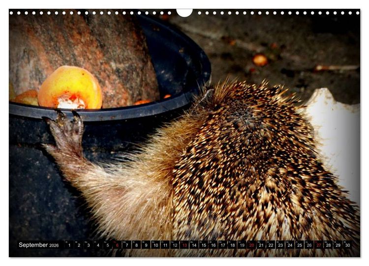 Produktbild: Meine Igel (Wandkalender 2026 DIN A3 quer), CALVENDO Monatskalender