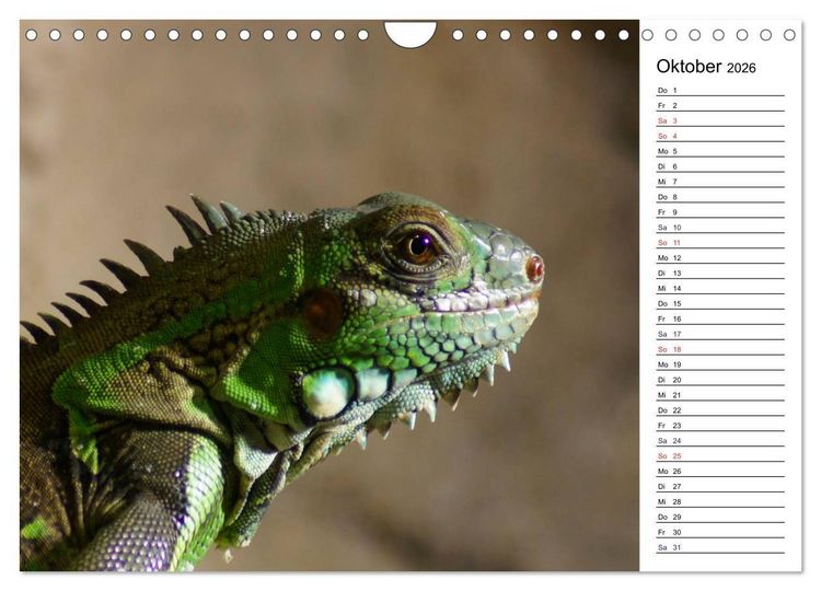 Produktbild: Faszinierende Tierportraits (Wandkalender 2026 DIN A4 quer), CALVENDO Monatskalender