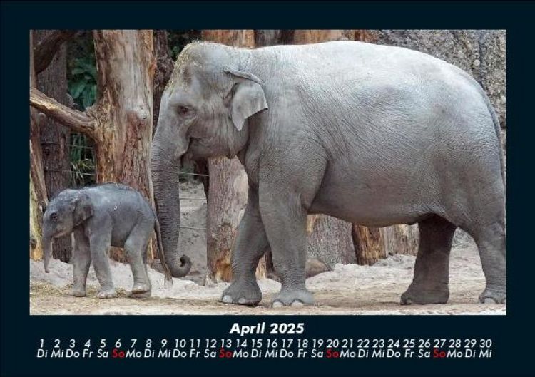 Produktbild: Der Elefantenkalender 2025 Fotokalender DIN A5