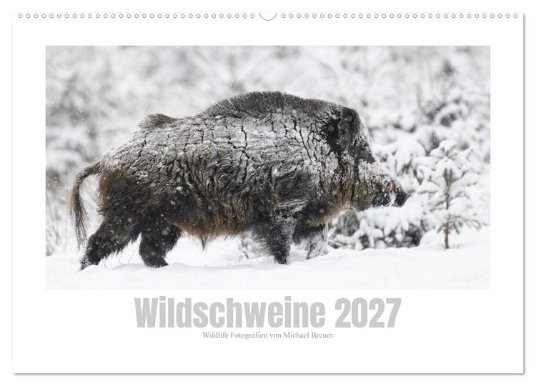 Produktbild: Wildschweine &ndash; Wildlife Fotografien (Wandkalender 2027 DIN A2 quer), CALVENDO Monatskalender