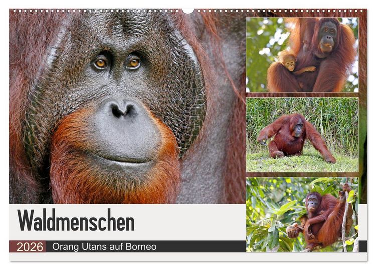 Produktbild: Waldmenschen - Orang Utans auf Borneo (Wandkalender 2026 DIN A2 quer), CALVENDO Monatskalender