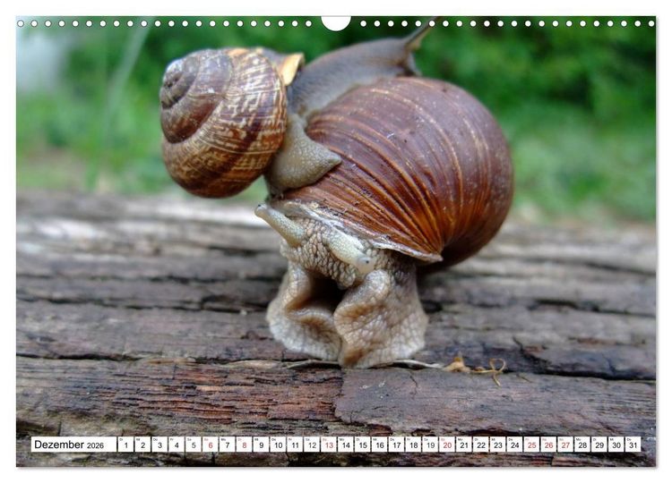 Produktbild: Meine Schnecken (Wandkalender 2026 DIN A3 quer), CALVENDO Monatskalender