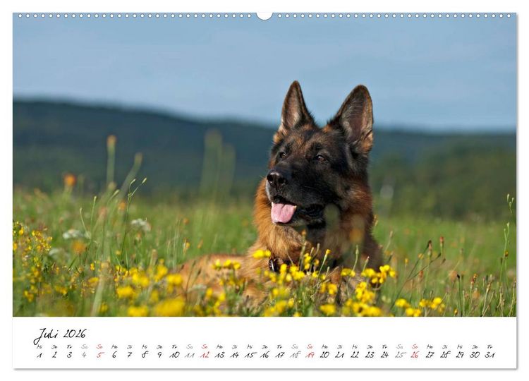 Produktbild: Deutsche Sch&auml;ferhunde - Senioren auf vier Pfoten (Wandkalender 2026 DIN A2 quer), CALVENDO Monatskalender