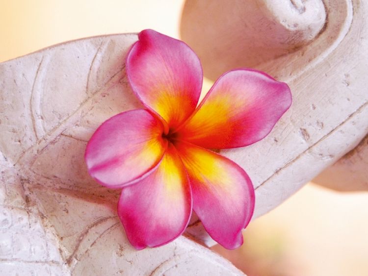 Produktbild: CALVENDO Puzzle Ein Motiv aus dem Kalender Tropischer Bl&uuml;tentraum 1000 Teile Puzzle quer | 1000 Teile Lege-Gr&ouml;&szlig;e 64 &times; 48 cm Foto-Puzzle f&uuml;r gl&uuml;ckliche Stunden
