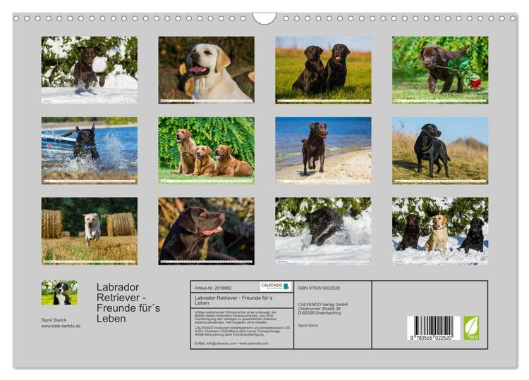 Produktbild: Labrador Retriever - Freunde f&uuml;r&acute;s Leben (Wandkalender 2026 DIN A3 quer), CALVENDO Monatskalender