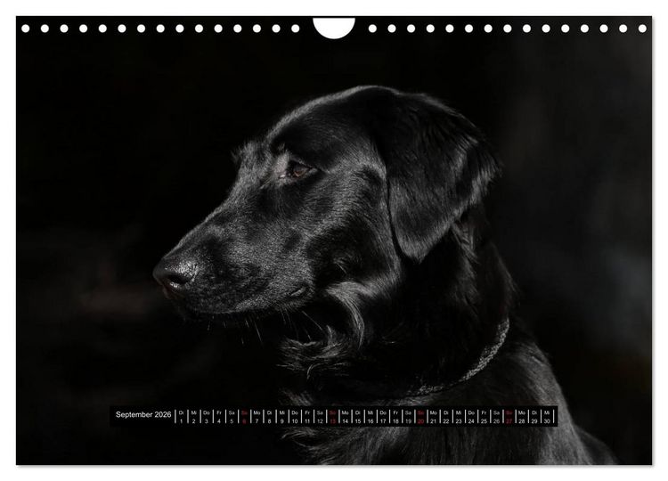 Produktbild: Flatcoated Retriever Black Edition (Wandkalender 2026 DIN A4 quer), CALVENDO Monatskalender
