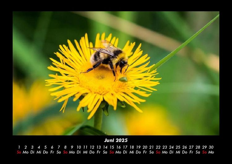 Produktbild: Bienen 2025 Fotokalender DIN A3
