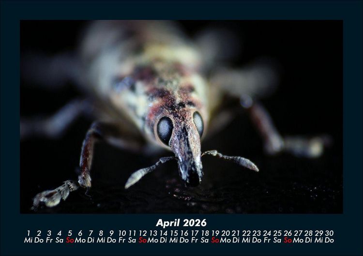Produktbild: K&auml;fer 2026 Fotokalender DIN A5
