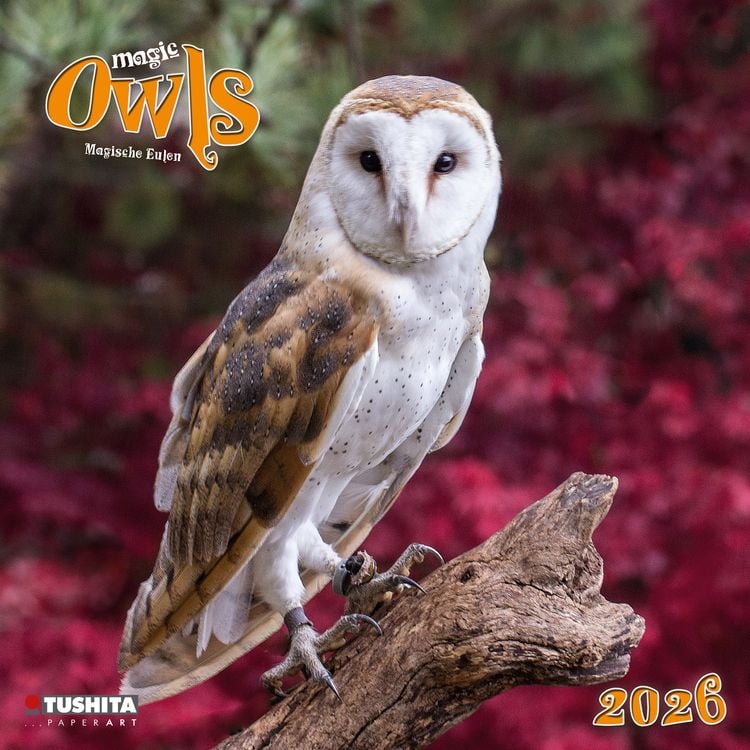Produktbild: Magic Owls 2026