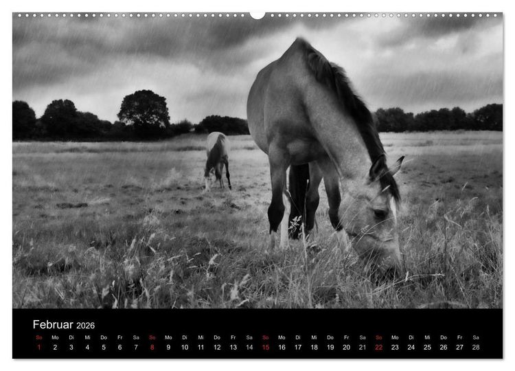 Produktbild: Pferde 2026 Wild Thing (Wandkalender 2026 DIN A2 quer), CALVENDO Monatskalender