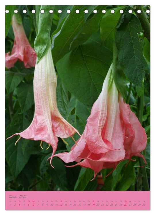 Produktbild: Brugmansia & Datura - Exotische Sch&ouml;nheiten (Tischkalender 2026 DIN A5 hoch), CALVENDO Monatskalender