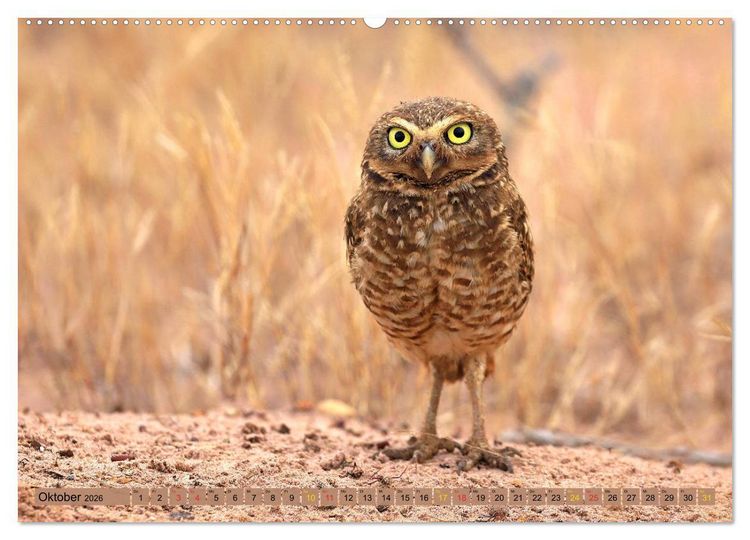 Produktbild: Tierparadies Pantanal (hochwertiger Premium Wandkalender 2026 DIN A2 quer), Kunstdruck in Hochglanz