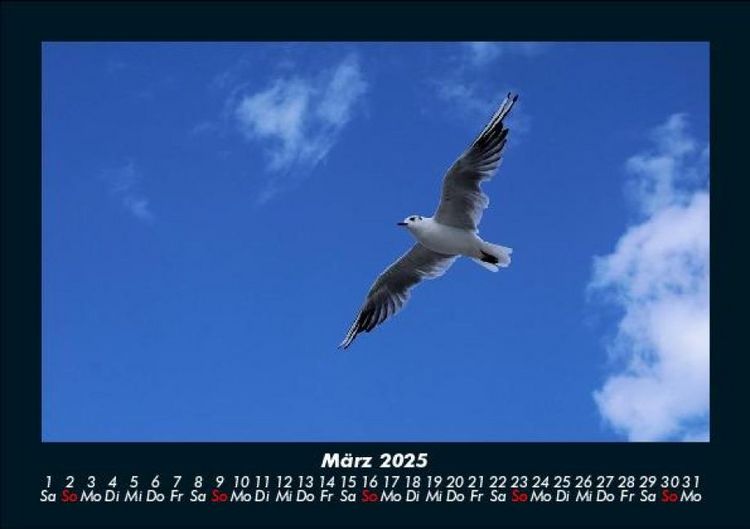 Produktbild: Welt der V&ouml;gel 2025 Fotokalender DIN A5