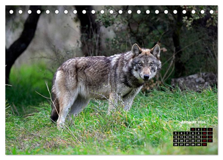 Produktbild: Willkommen Wolf (Tischkalender 2026 DIN A5 quer), CALVENDO Monatskalender